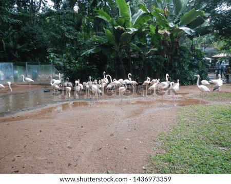 Flamingo in the bird park in Iguazu, Brazil