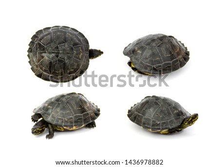 Set Young Yellow - headed Temple Turtle (Hieremys annandalii). isolated on white background.