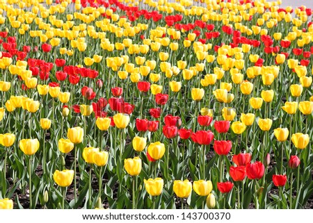 Background of red and yellow tulips