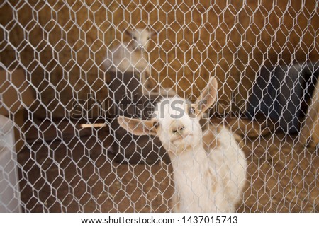 Funny picture of a goat looking through chicken wire fence.