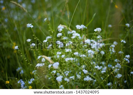 summer blooming meadow in the Bohemian Forest