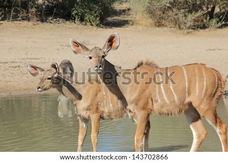 Greater Kudu Antelope  - Wildlife from Africa - Two calves inspect life around a watering hole on a game ranch in Namibia.