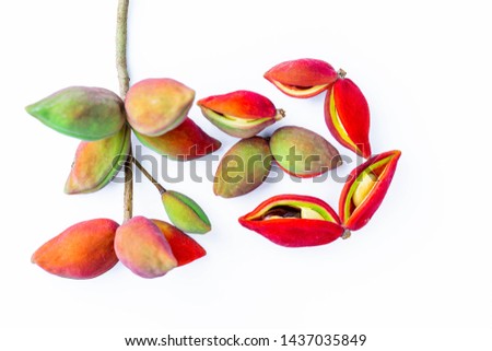 The picture of chestnut with white background