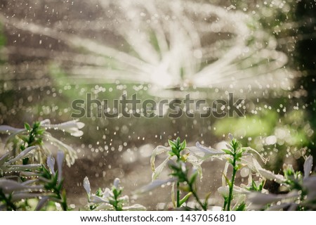 Graceful white flowers of the host in drops of artificial watering against the background of blurry jets of water
