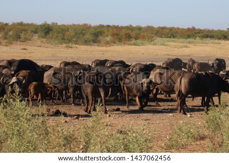 large herd of cape buffalo