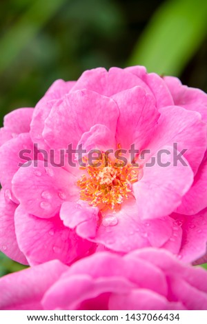 Pink of Damask Rose flower with water drop in blur background. (Rosa damascena)