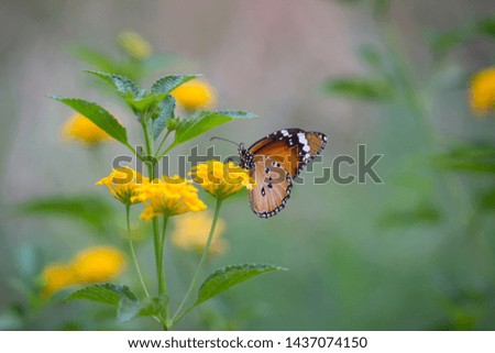 Beautiful Portrait of The Plain Tiger Butterfly on the Flower Plants during Spring Season