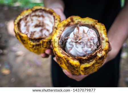 Cocoa beens are dried in nature in the sun. Bali chocolate factory. Ubud. Indonesia. 