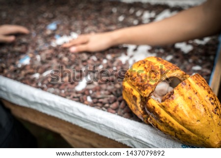Cocoa beens are dried in nature in the sun. Bali chocolate factory. Ubud. Indonesia. 