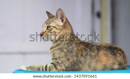 closeup and selective focus brown cat background