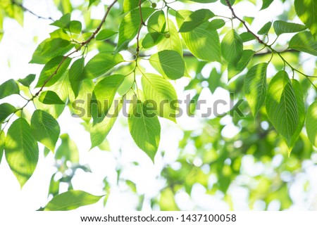 fresh verdure in the month of may Royalty-Free Stock Photo #1437100058