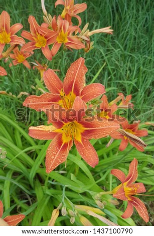 Red orange Lily in the raindrops