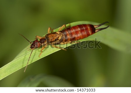 A brown earwig sits on a grass. Insecta / Dermaptera / Forficulidae / Forficula auricularia