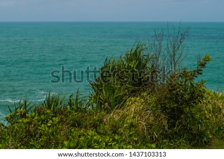tropical plant view near the ocean