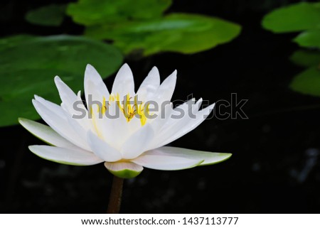 Beautiful white lotus flower with water droplets on the petals blooming in the water and green lotus leaves around.