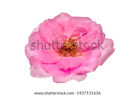 Pink Damask Rose flower (Rosa damascena) isolate on white background with clipping path.