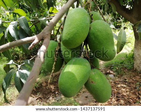 Bunch of Mangoes on Tree Branch Royalty-Free Stock Photo #1437137591