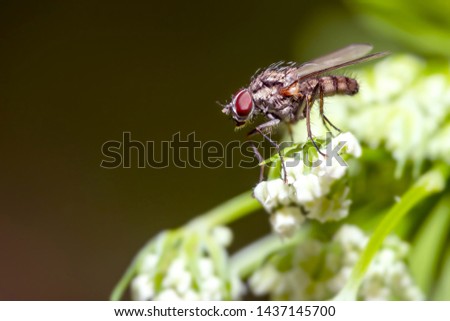 cloesup view of a fly sitting and feeding on a white blooming plant