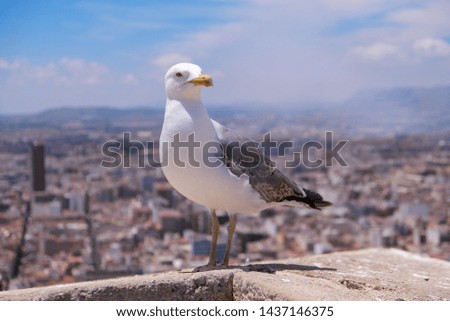 A seagull stands on the castle wall in the Spanish city of Alicante