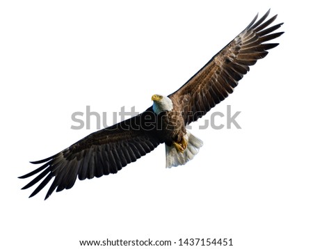 Bald Eagle in Flight on White Background, Isolated