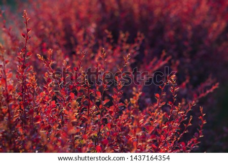 Berberis deciduous shrub with red violet leaves. The spiny, broad-rounded, deciduous shrub with ovate purple leaves.