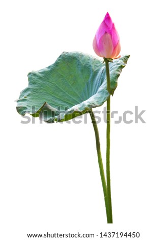Pink lotus flowers and leaves that are isolated with clipping paths on a white background for wallpapers or graphic designs.Beautiful tropical flowers that symbolize Buddhism.