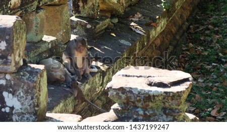 The father takes care of the children while the mother is resting. A family of monkeys near the ancient ruins. Fauna of southeastern Asia.