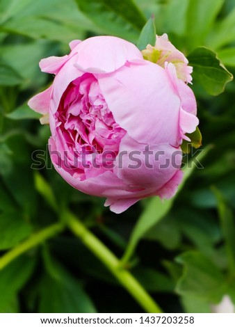 Beautiful pink peony flower on green background