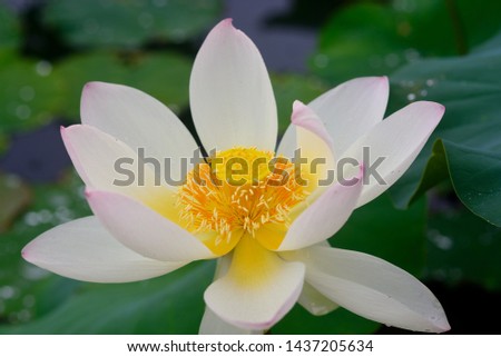 It is a picture of a white lotus flower
