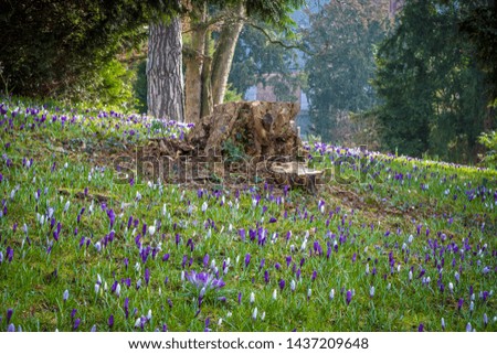 white violet and yellow crocus on a green field