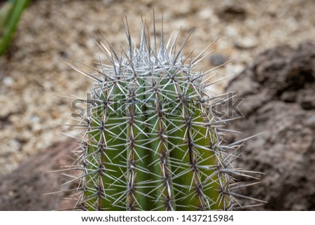 wonderful types of cactus on Tenerife
