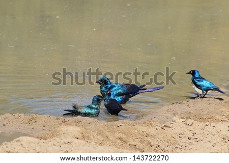 Starling, Black-eared and Glossy - Wild Birds from Africa - Time to drink and bath.  Photographed in Namibia.