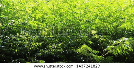 
green leaves of a tree; gradient from light green to dark green. natural background Royalty-Free Stock Photo #1437241829