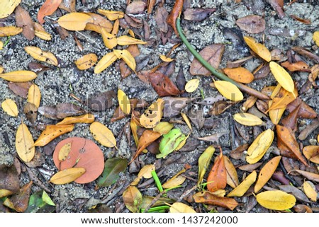   Bright colorful abstract background of mangrove leaves on the sandy shore of the Peace River in Punta Gorda Florida                             