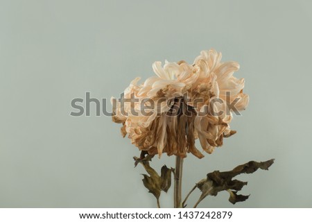 Flowers withered, Chrysanthemum, Dendranthemum grandifflora