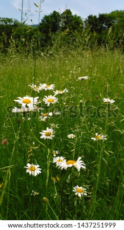 Marguerites in the grass. Lovely sunny day spend in the Beskydy mountains in June.