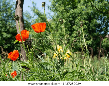 Red poppies in the meadow on a sunny day on a background of trees. Blurred background.