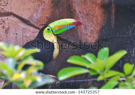 Toucan (Ramphastos toco) sitting on tree branch