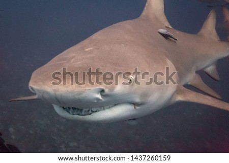 Lemon Sharks in the Atlantic Ocean off the coast of Florida