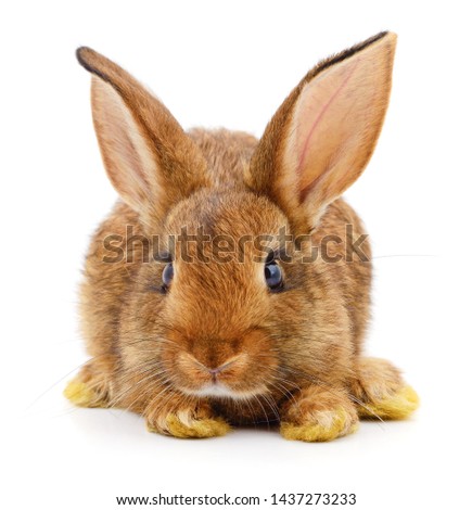 Small brown rabbit isolated on white background.
