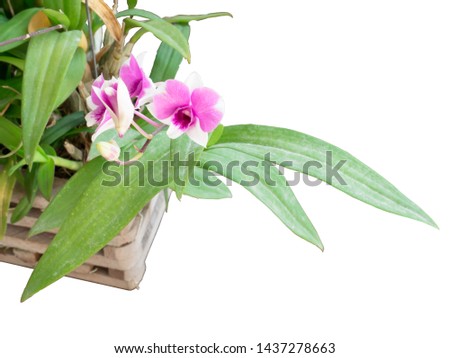 Orchid flowers green leaf in a wooden basket isolated on white background. Closeup.