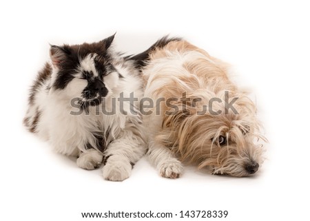 Cat and dog
 Royalty-Free Stock Photo #143728339