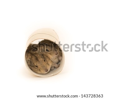 Steppe lemming Royalty-Free Stock Photo #143728363