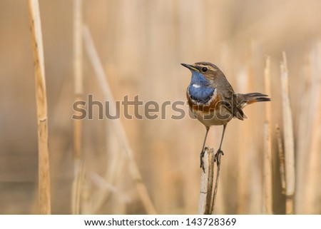 Singing blue-throat in the reed Royalty-Free Stock Photo #143728369