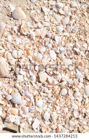 Close up of shells on the beach, Cape Sable, Everglades, Florida