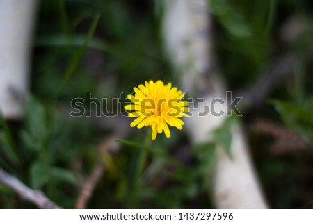 Yellow dandelion among the grass and trees
