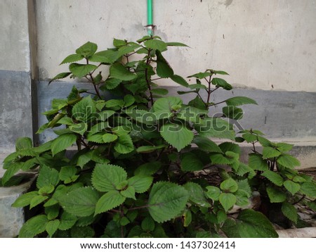 Beautiful green leaf or leaves with the natural background in bangladeshi village area