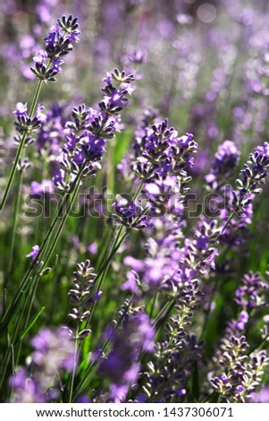 field with fragrant summer lavender. flower background.
