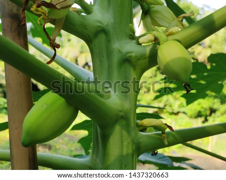 Growing nice green papaya tree with fresh pawpaw in the bangladeshi rural area.