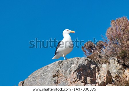  Great Black-backed Gull (Larus marinus) On the rocks and blue sky background.